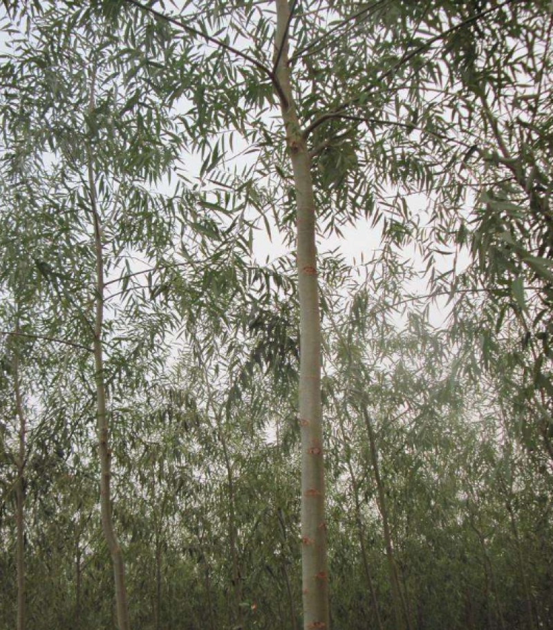 美国速生竹柳插段，2米以上柳树种苗达轩农林苗圃直供