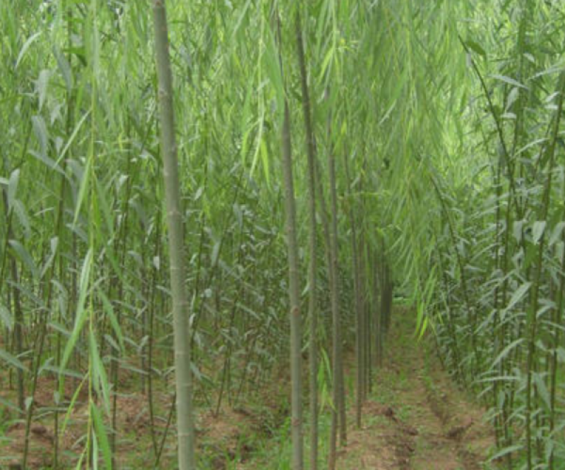 美国速生竹柳插段，2米以上柳树种苗达轩农林苗圃直供