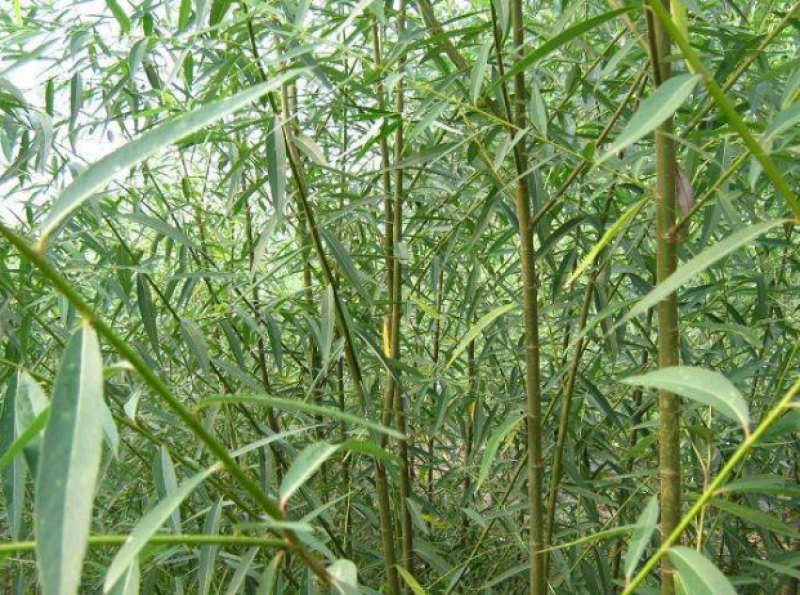 美国速生竹柳插段，2米以上柳树种苗达轩农林苗圃直供