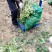 红花酢浆草红花草多年生的苗圃实拍图片现挖现卖