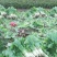 万亩蔬菜基地白皮莴笋大量上市