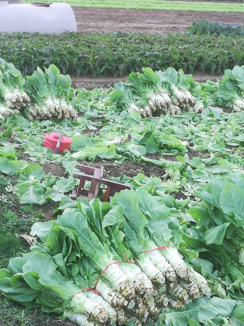 万亩蔬菜基地白皮莴笋大量上市