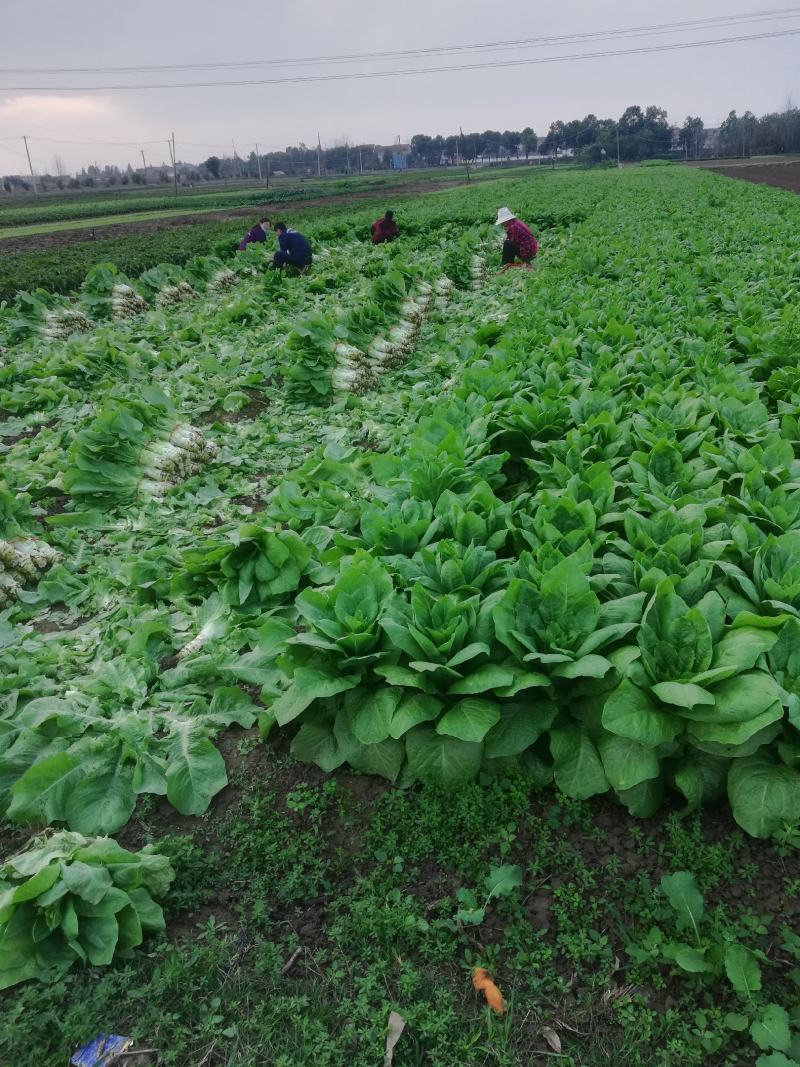 万亩蔬菜基地白皮莴笋大量上市