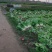 万亩蔬菜基地白皮莴笋大量上市