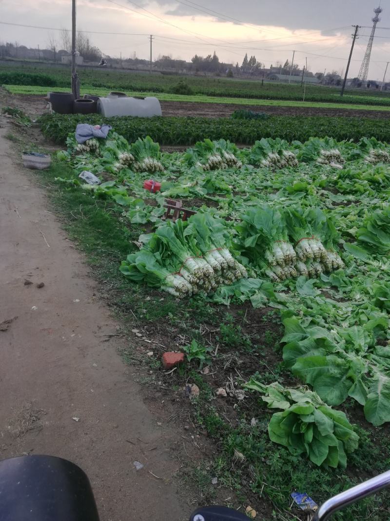 万亩蔬菜基地白皮莴笋大量上市
