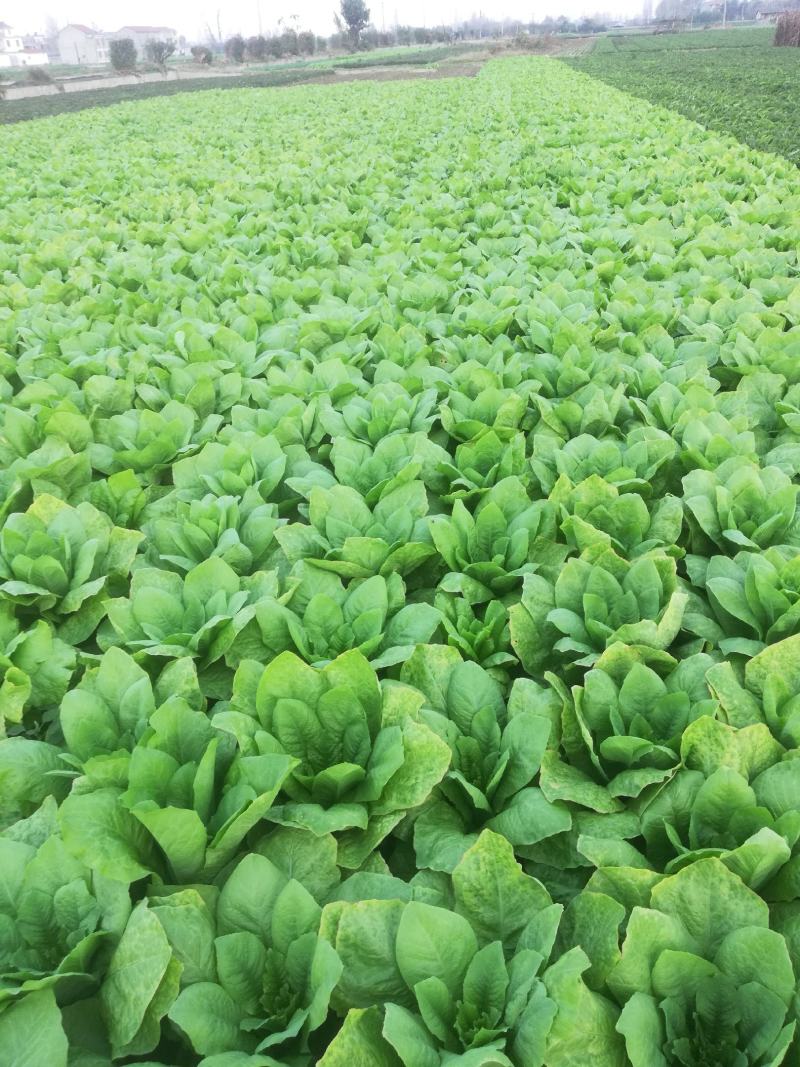 万亩蔬菜基地白皮莴笋大量上市