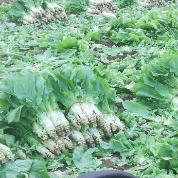 万亩蔬菜基地白皮莴笋大量上市
