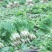 万亩蔬菜基地白皮莴笋大量上市