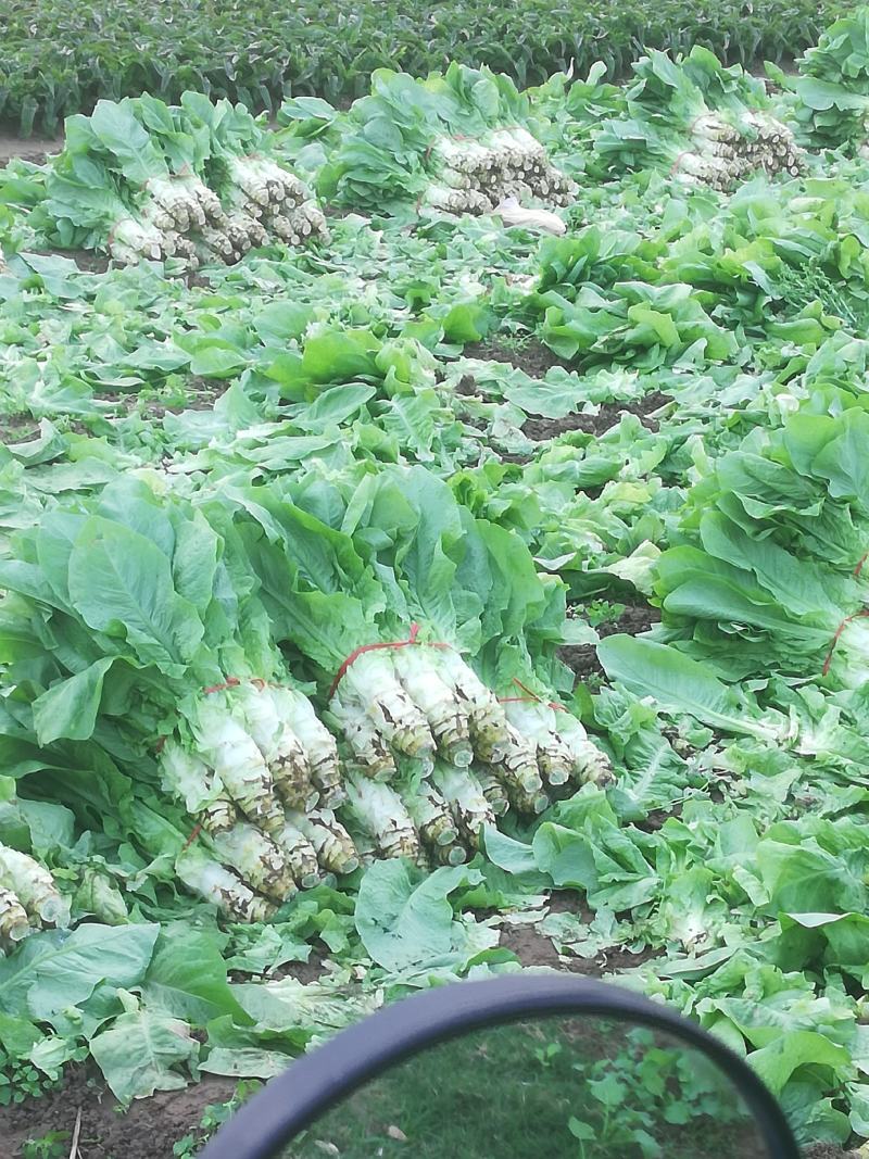 万亩蔬菜基地白皮莴笋大量上市