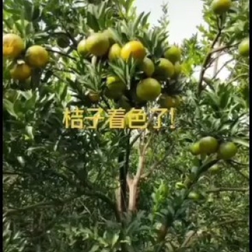 衢州椪柑主产区欢迎各位老板来考查