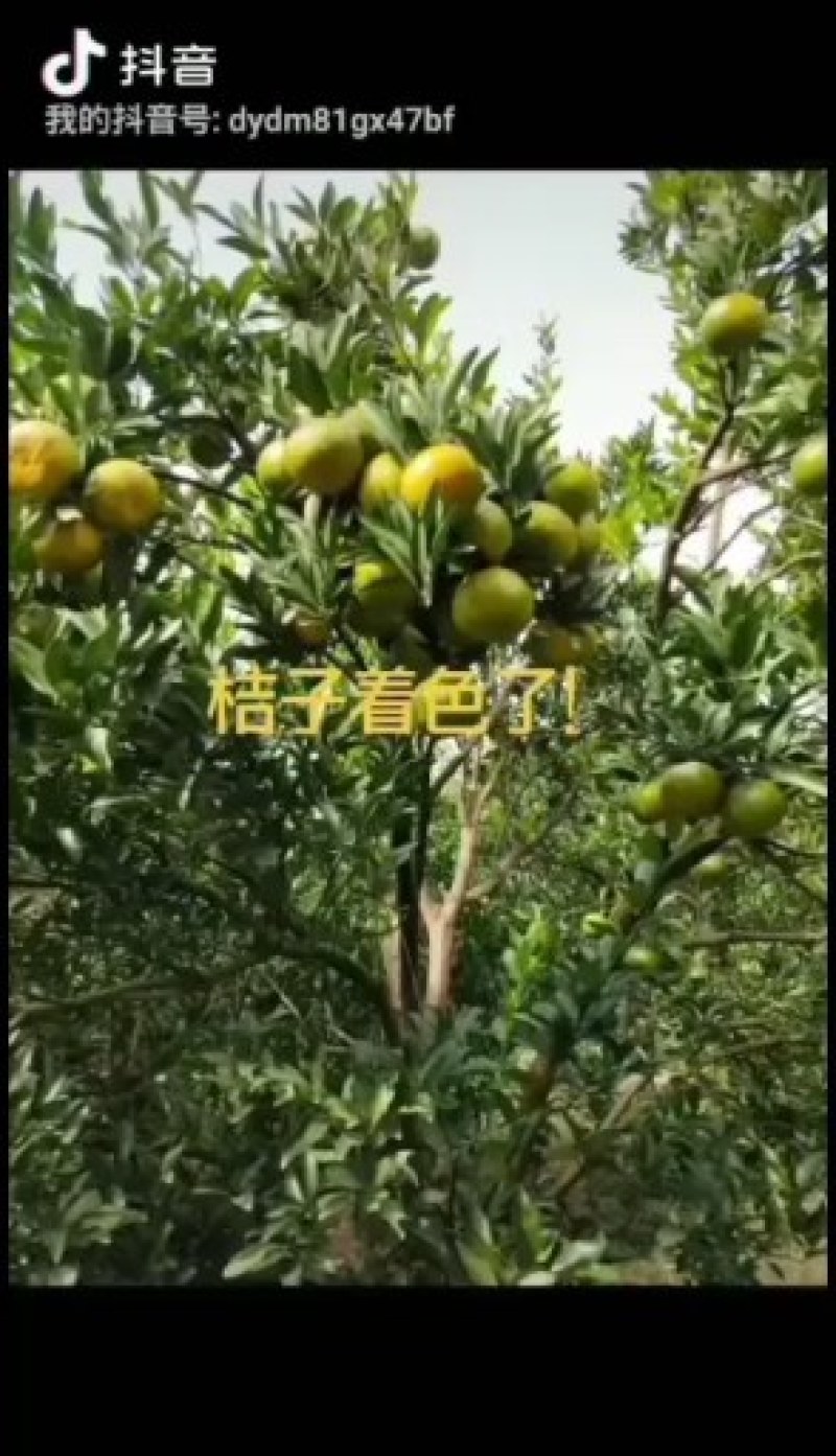 衢州椪柑主产区欢迎各位老板来考查