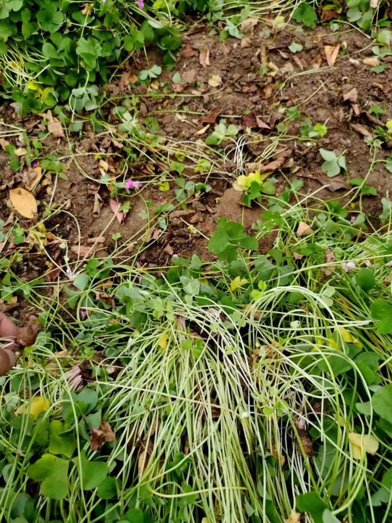 红花酢浆草红花草多年生的苗圃实拍图片现挖现卖
