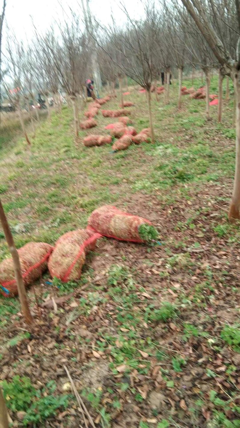 红花酢浆草红花草多年生的苗圃实拍图片现挖现卖
