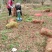 红花酢浆草红花草多年生的苗圃实拍图片现挖现卖