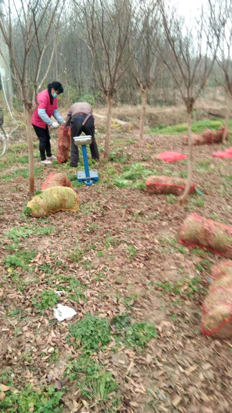 红花酢浆草红花草多年生的苗圃实拍图片现挖现卖