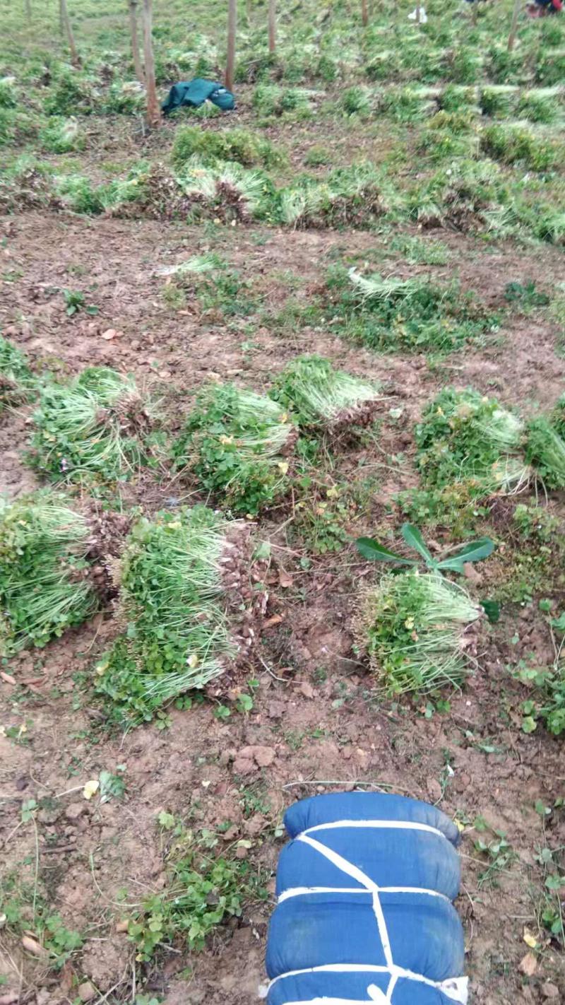 红花酢浆草红花草多年生的苗圃实拍图片现挖现卖