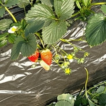 章姬草莓大量上市。欢迎新老客户
