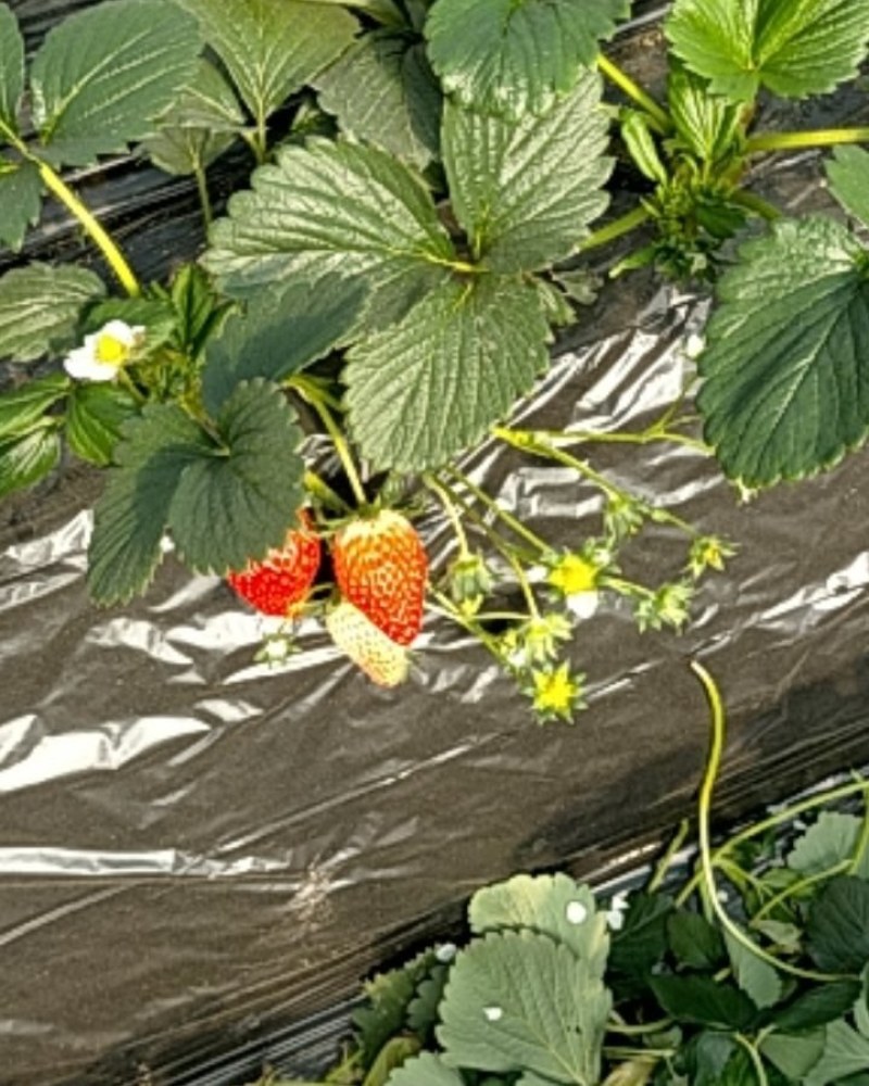 章姬草莓大量上市。欢迎新老客户
