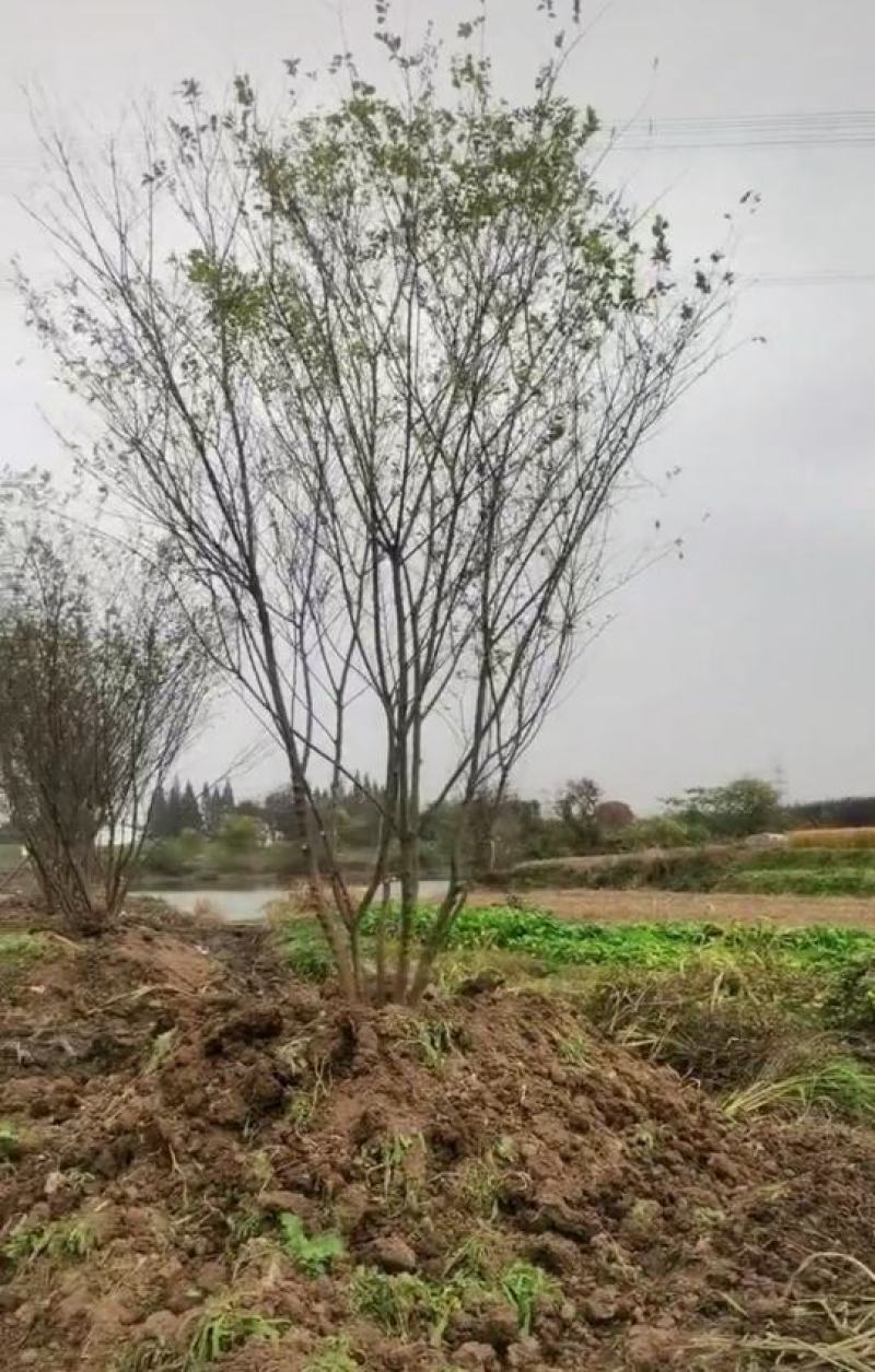 供应8公分青檀出售青檀树出售青檀
