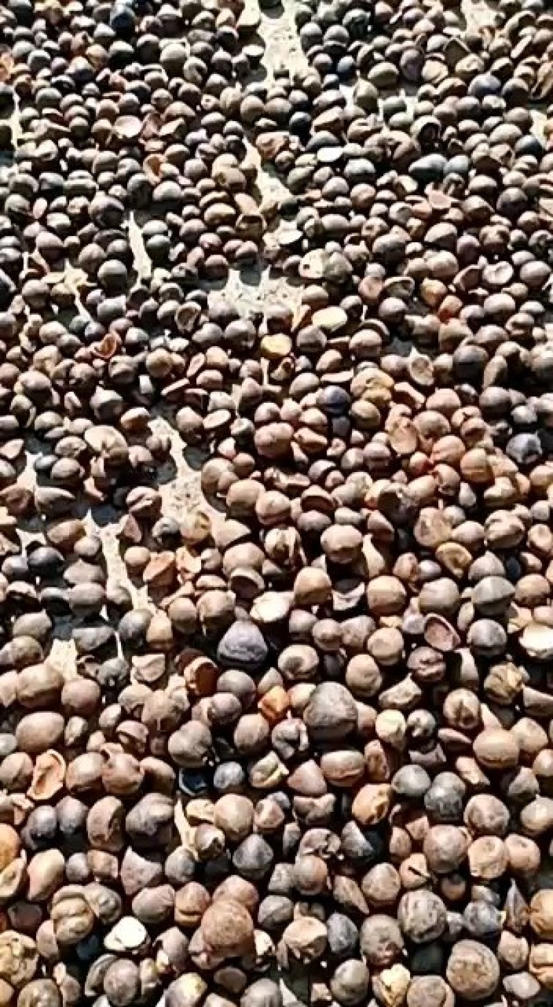 正宗广西百色长寿之乡山茶籽，老品种中小籽，一手货源