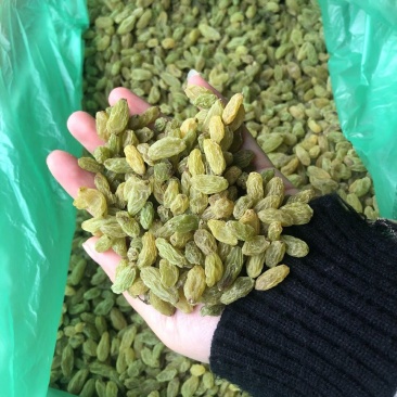 新疆吐鲁番葡萄干，大颗粒新货葡萄干，大量批发