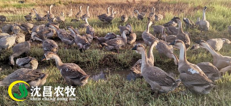 【供应配送狮头鹅】优质棚鹅