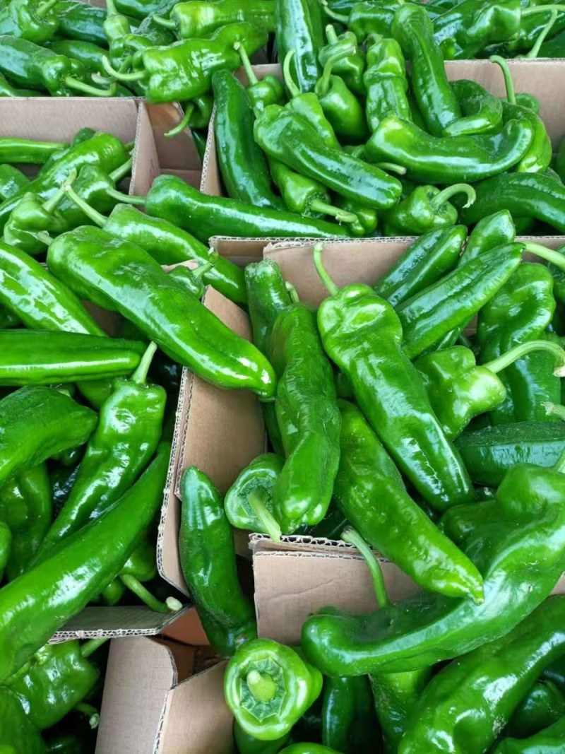 夏邑县大棚薄皮301鲜辣椒，10万亩，代收代发全国各地，
