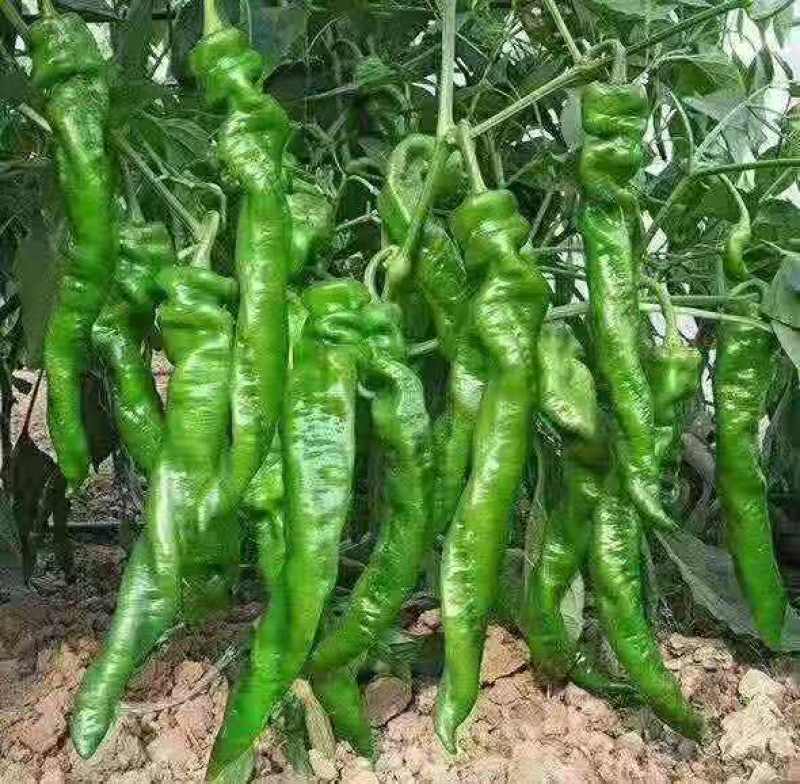 夏邑县大棚薄皮301鲜辣椒，10万亩，代收代发全国各地，