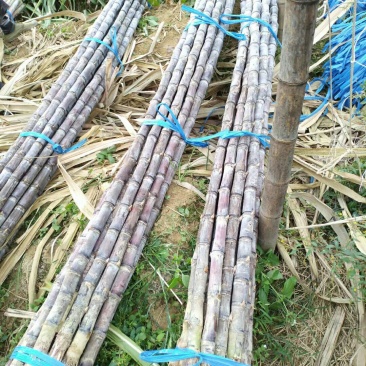 广东甘蔗-黑皮甘蔗大量供应，品质好