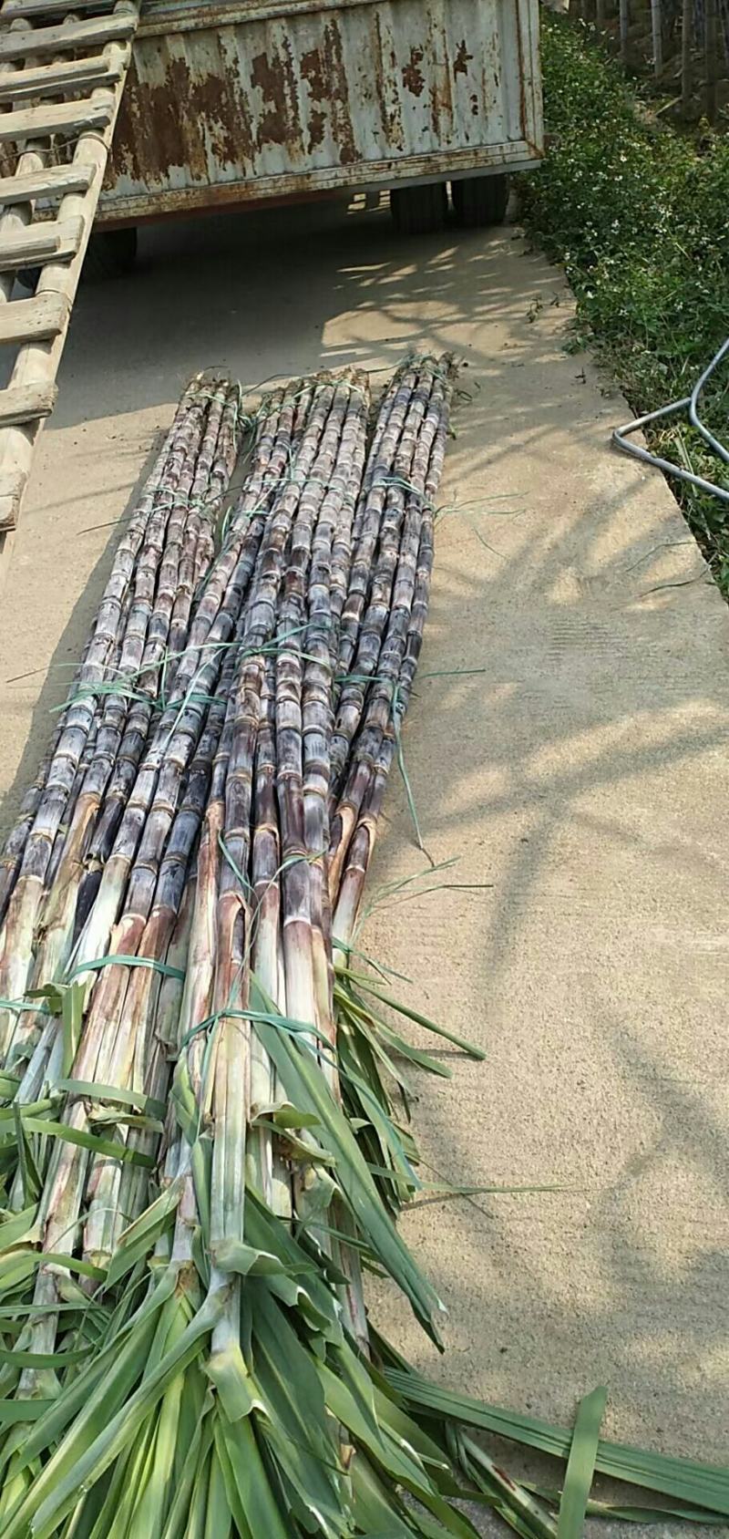 广东甘蔗-黑皮甘蔗大量供应，品质好