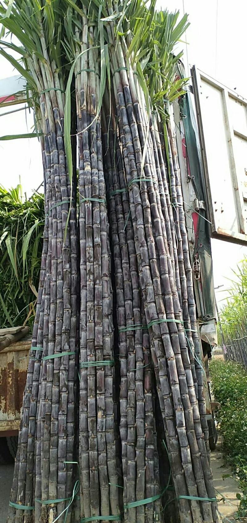 广东甘蔗-黑皮甘蔗大量供应，品质好