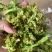 花菜干脱水蔬菜干货菜类大全农家自制椰菜花g