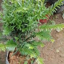 红豆杉有曼地亚红豆杉苗和南方红豆杉盆栽，量大优惠