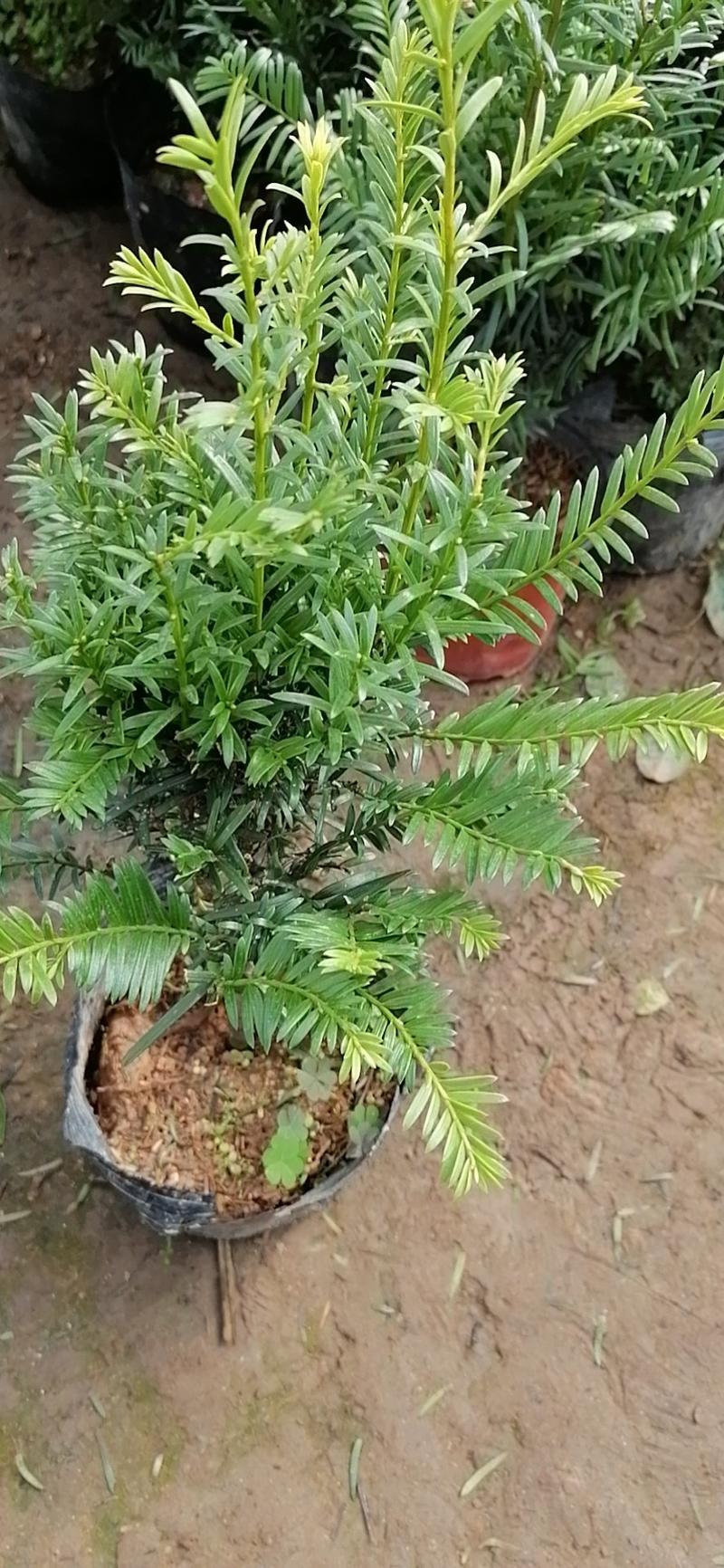 红豆杉有曼地亚红豆杉苗和南方红豆杉盆栽，量大优惠