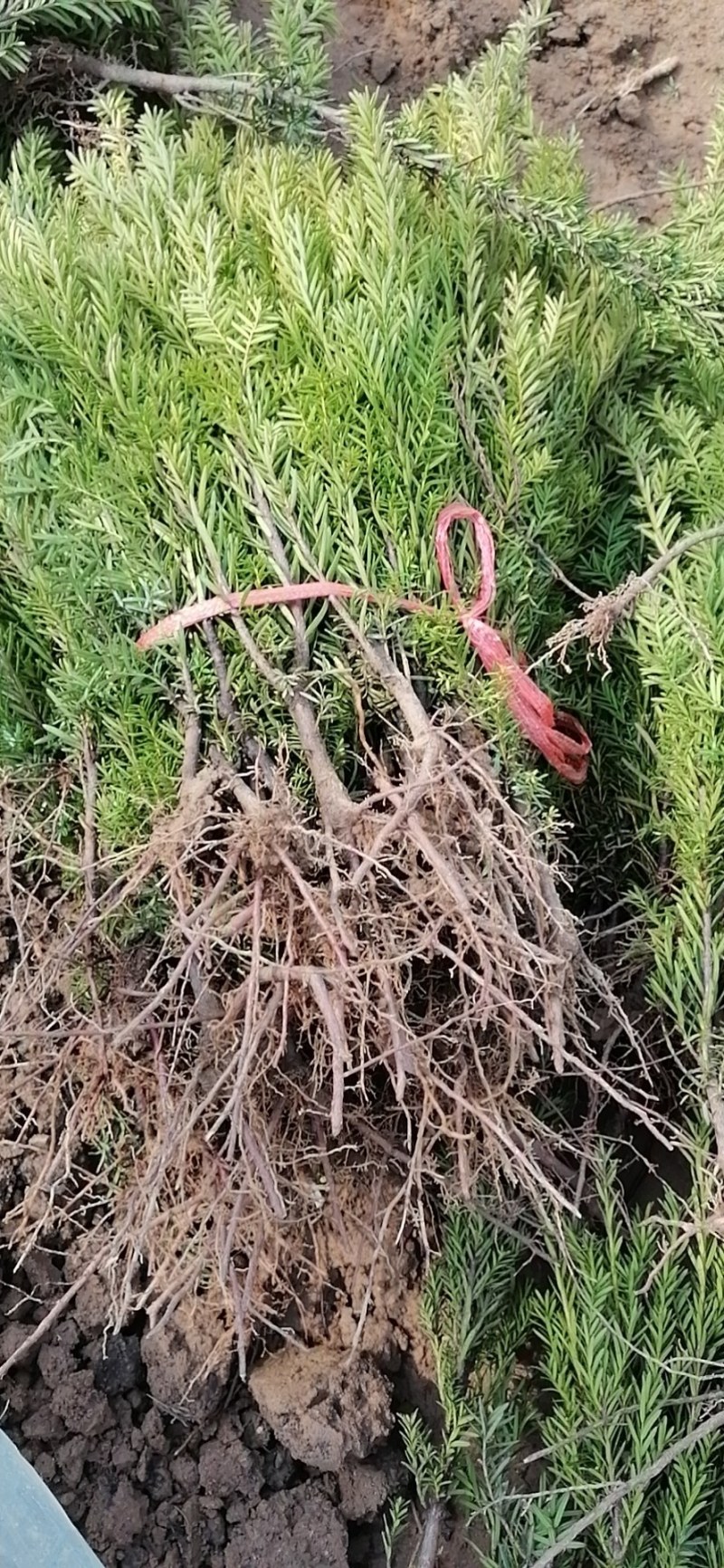 红豆杉有曼地亚红豆杉苗和南方红豆杉盆栽，量大优惠