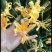 石蒜红花石蒜彼岸花曼珠沙华一手货源