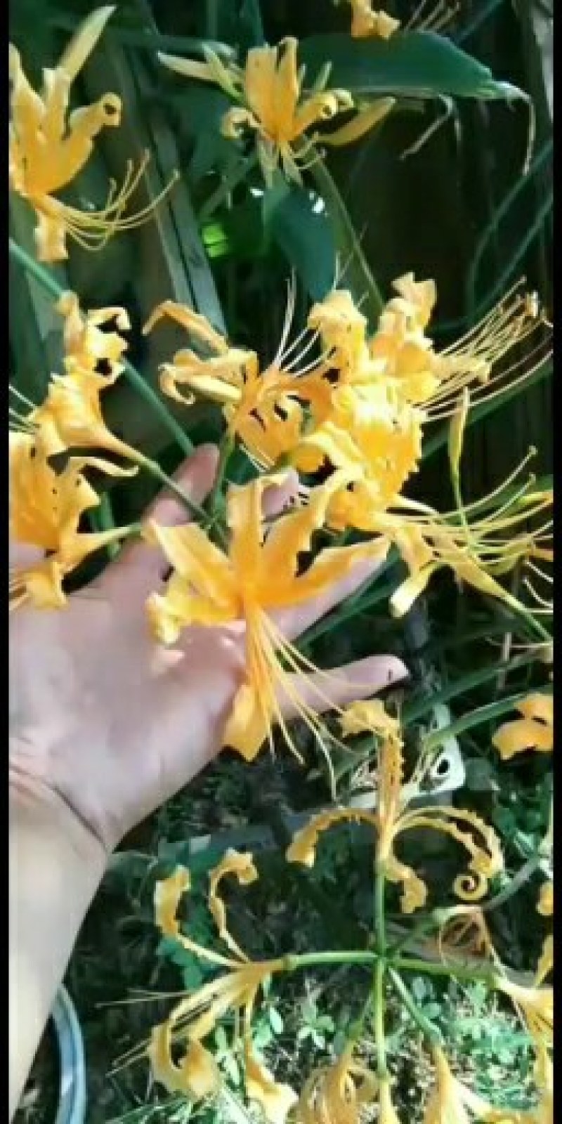石蒜红花石蒜彼岸花曼珠沙华一手货源