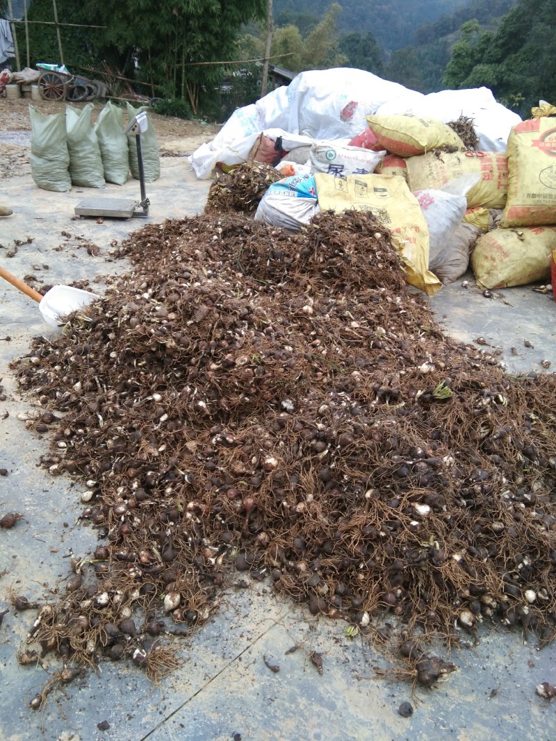 石蒜红花石蒜彼岸花曼珠沙华一手货源