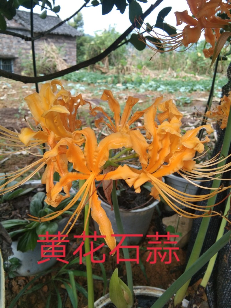 石蒜红花石蒜彼岸花曼珠沙华一手货源