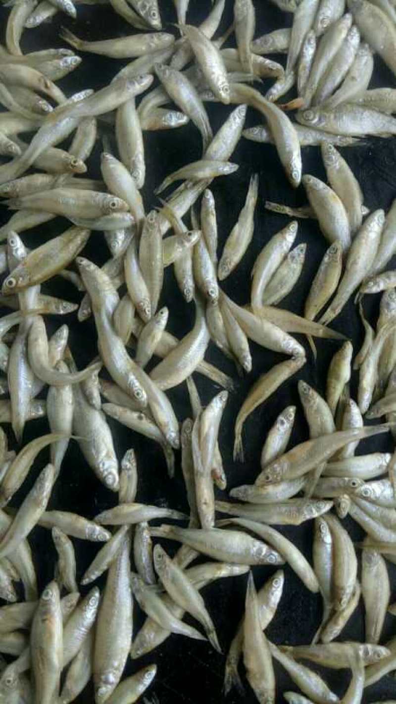 麦穗鱼（纯手工柴火烤鱼）