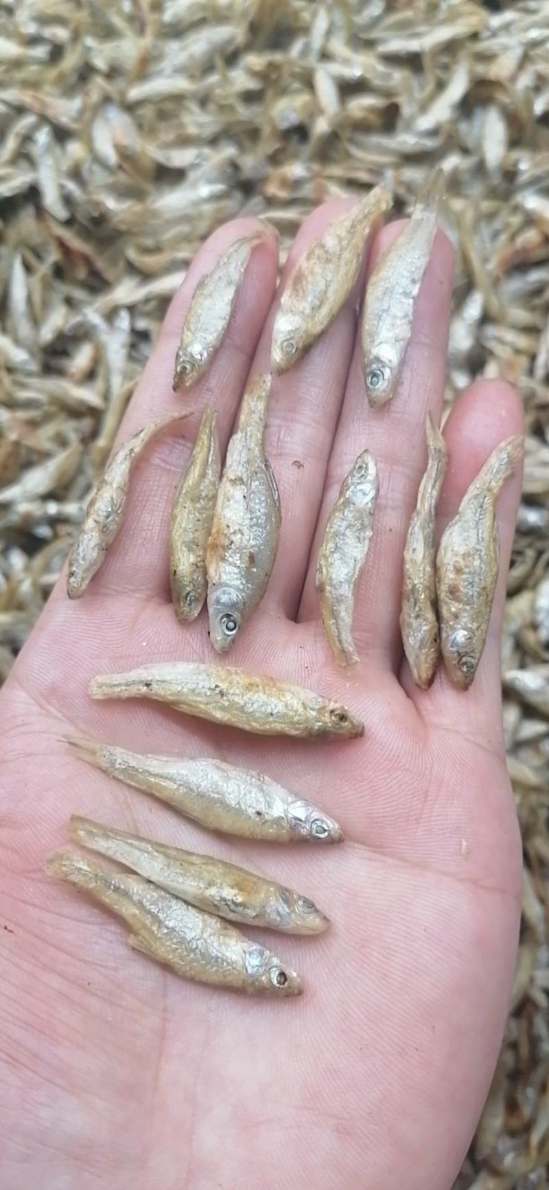 麦穗鱼（纯手工柴火烤鱼）