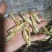 麦穗鱼（纯手工柴火烤鱼）