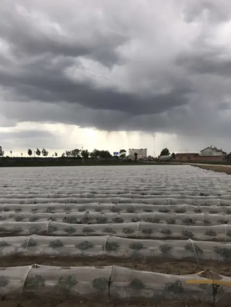拱棚杆支撑杆避雨棚小拱棚育苗拱棚
