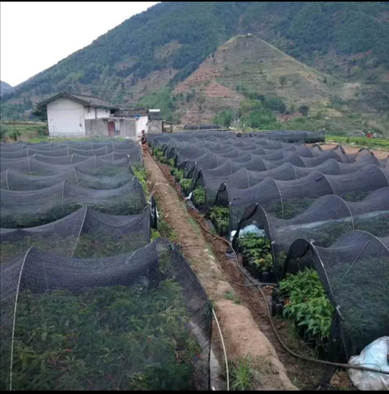 拱棚杆支撑杆避雨棚小拱棚育苗拱棚