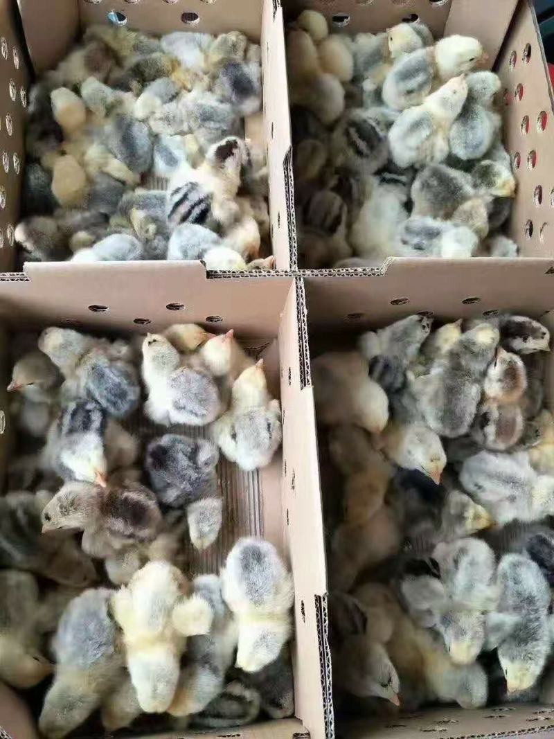 鸡苗彩凤鸡苗灰白彩鸡苗白花白苗彩凤鸡苗质量正宗