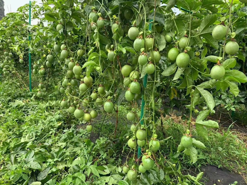 拱棚杆支撑杆避雨棚小拱棚育苗拱棚