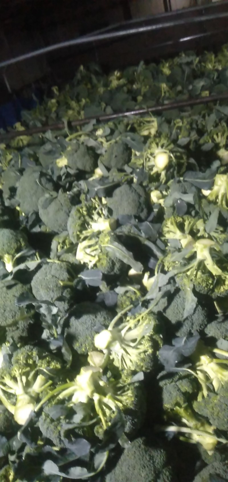 市场货加工厂货西兰花大量上市中，大量有货