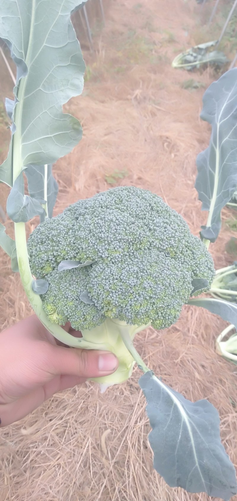 市场货加工厂货西兰花大量上市中，大量有货
