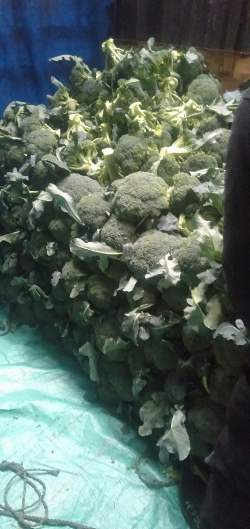 市场货加工厂货西兰花大量上市中，大量有货
