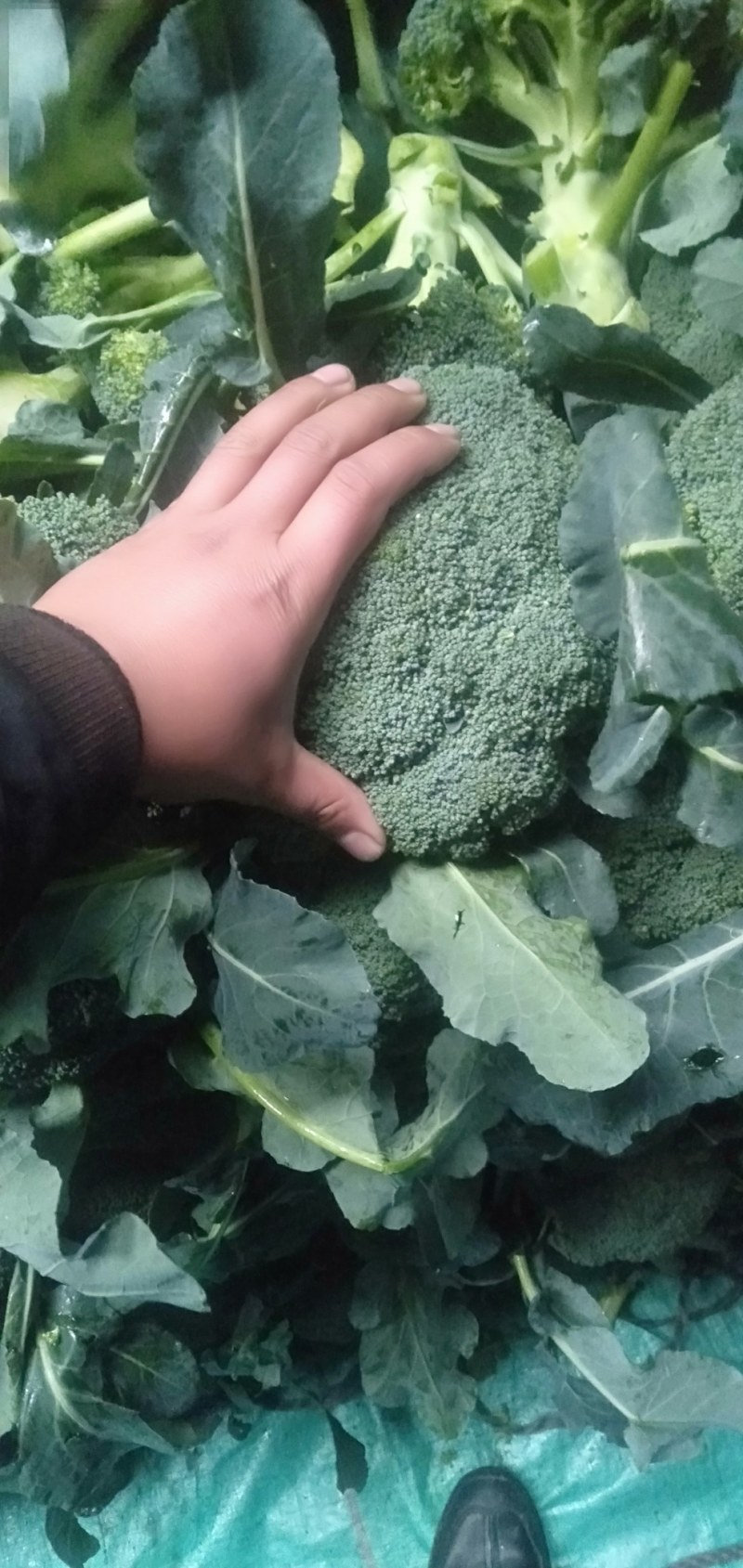 市场货加工厂货西兰花大量上市中，大量有货